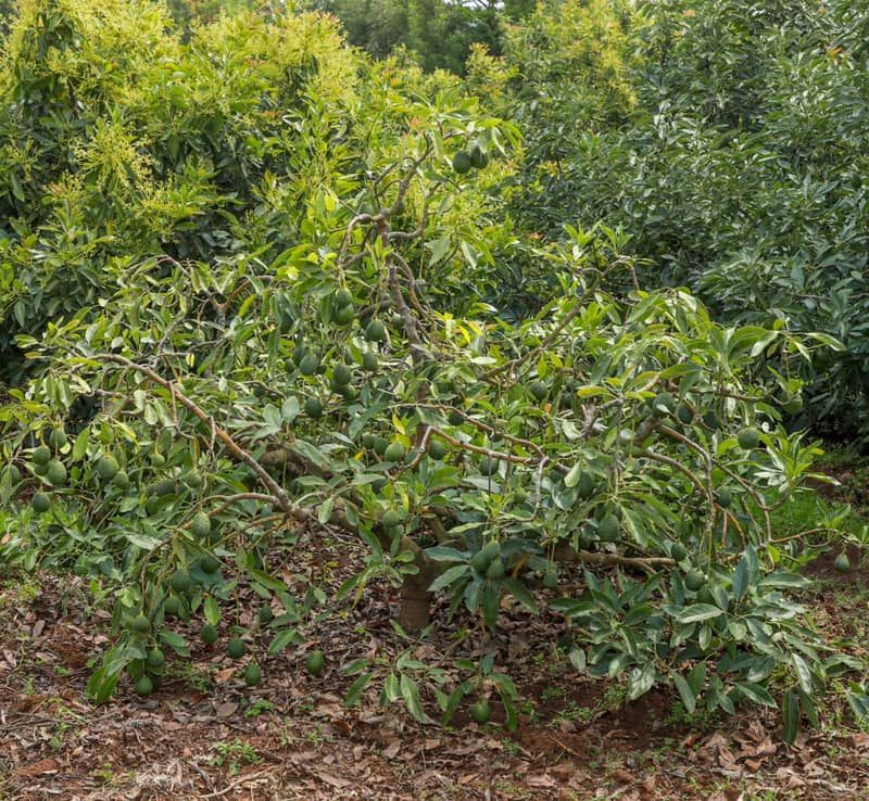The potential of Macadamia and Avocado growing and doing well in Nyandarua County 11