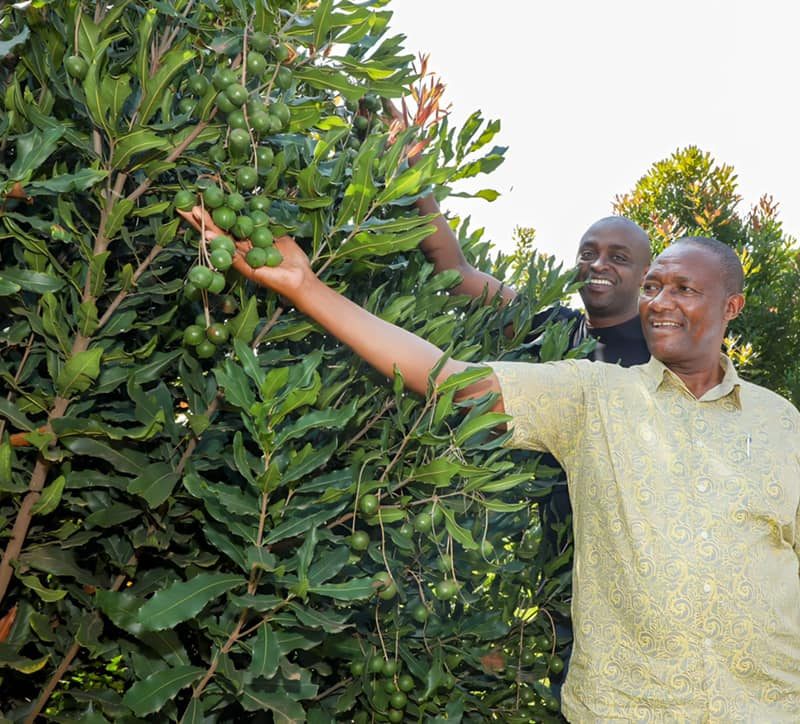 The potential of Macadamia and Avocado growing and doing well in Nyandarua County 2