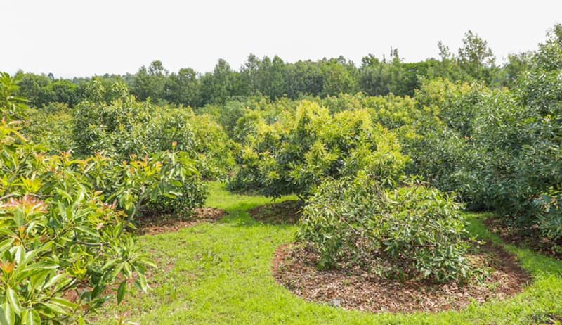 The potential of Macadamia and Avocado growing and doing well in Nyandarua County 6