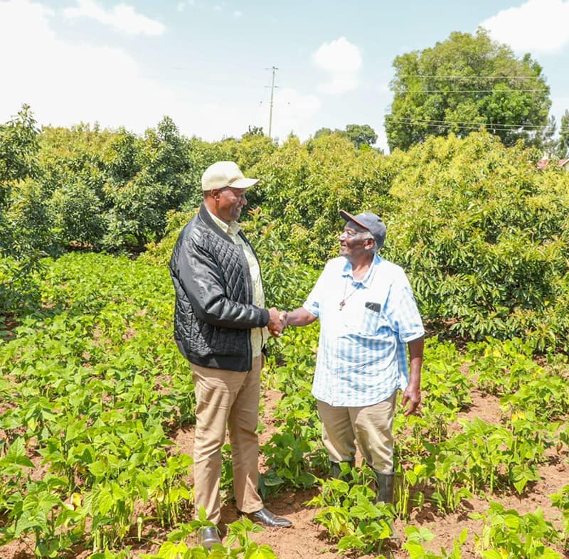 The potential of Macadamia and Avocado growing and doing well in Nyandarua County 8