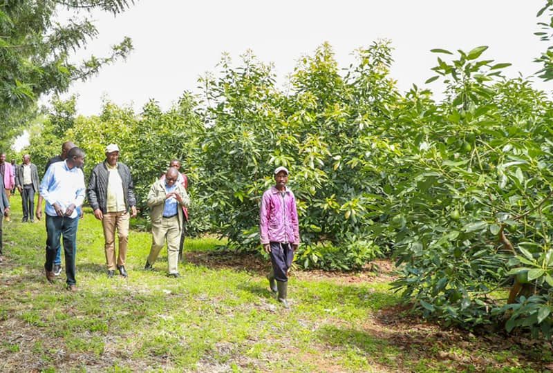 The potential of Macadamia and Avocado growing and doing well in Nyandarua County 9