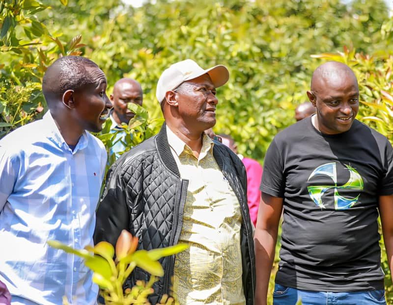 The potential of Macadamia and Avocado growing and doing well in Nyandarua County 3